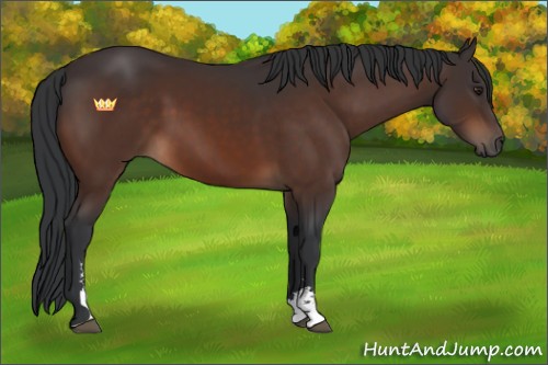 Horse Color:Brown Sabino