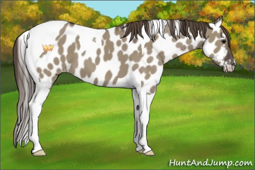Horse Color:Smoky Grullo Tobiano Appaloosa 