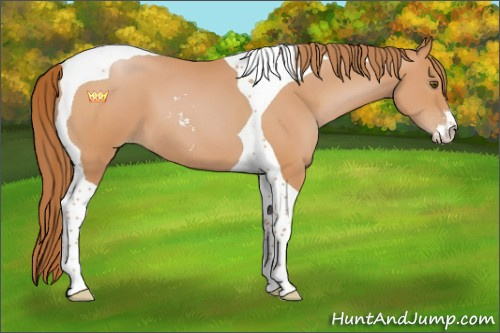 Horse Color:Brown Pearl Sabino Tobiano 