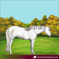 Horse Color:Gray Silver Smoky Black Tobiano 