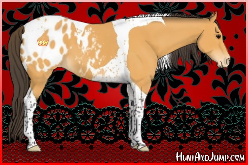 Horse Color:Buckskin Tobiano Appaloosa 