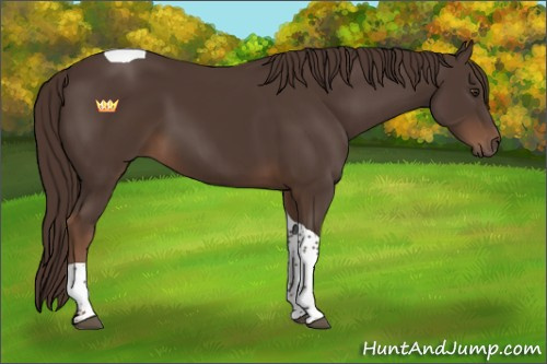 Horse Color:Liver Chestnut Tobiano 