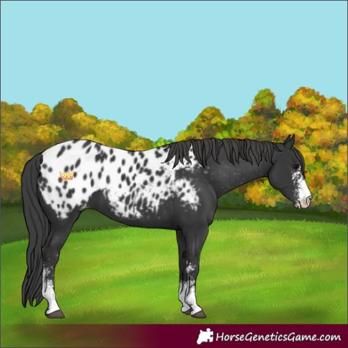 Horse Color:Black Sabino Appaloosa 