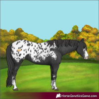 Horse Color:Black Sabino Appaloosa 