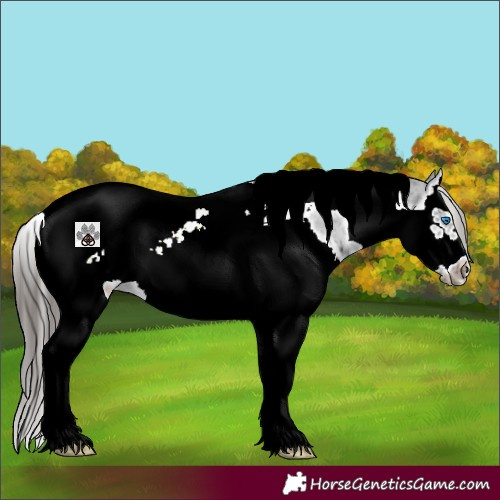 Horse Color:Black Splash Tobiano Frame Blanket Rabicano