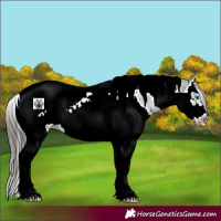 Horse Color:Black Splash Tobiano Frame Appaloosa Rabicano