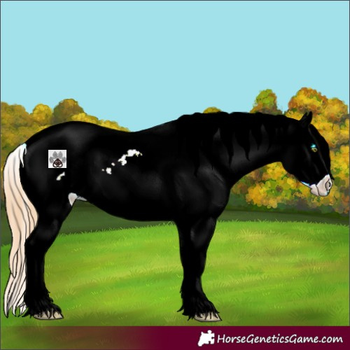 Horse Color:White Spotted Gold Champagne Splash Tobiano Frame Appaloosa Rabicano 