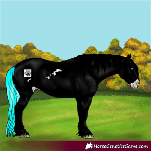 Horse Color:Gold Cream Champagne Roan Splash Appaloosa Rabicano 