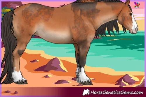 Horse Color:Chestnut  and Bay 