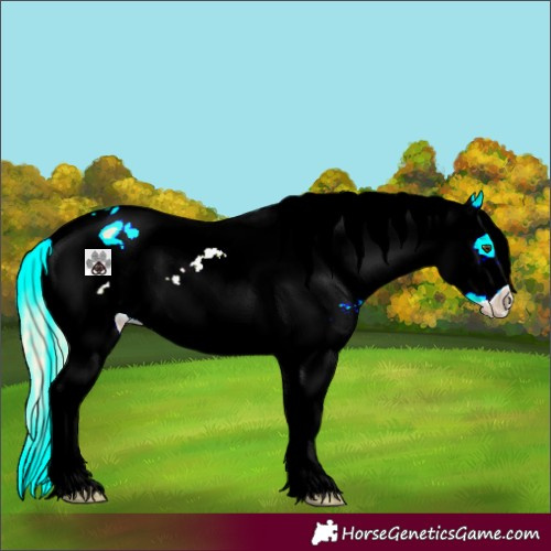 Horse Color:Palomino Roan Dun Splash Tobiano Frame Appaloosa 