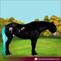 Horse Color:Gold Cream Champagne Roan Splash Frame Appaloosa Rabicano