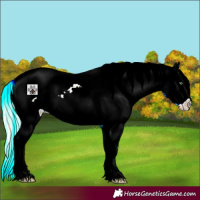 Horse Color:Gold Cream Champagne Roan Splash Frame Appaloosa 