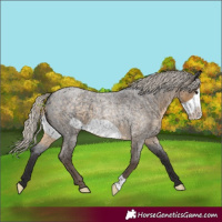Horse Color:Silver Smoky Blue Roan Frame 