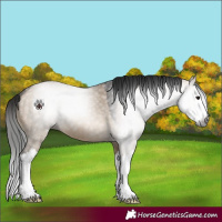 Horse Color:Gray White Spotted Brown Dun Splash 