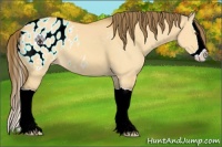 Horse Color:Buckskin Dun Splash Appaloosa 