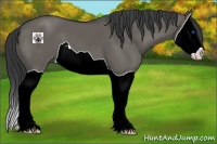 Horse Color:Grullo Splash 