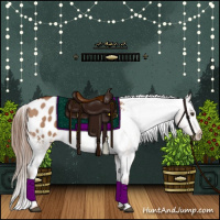 Horse Color:Red Dun Appaloosa