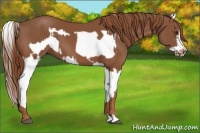 Horse Color:Chestnut Splash Frame  and Chestnut Splash Frame 