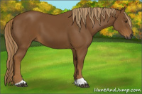 Horse Color:Gray Chestnut 