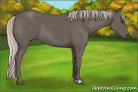 Horse Color:Silver Black