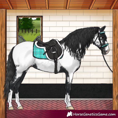 Horse Color:Black Near Fewspot 