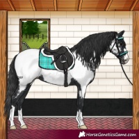 Horse Color:Black Near Fewspot 