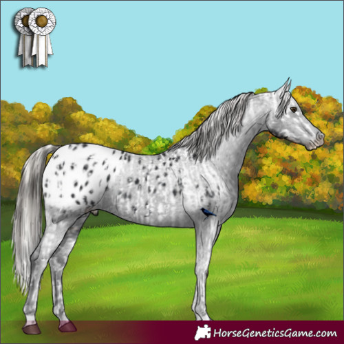 Horse Color:Silver Bay Dun Blanket Rabicano and Black Blanket Rabicano