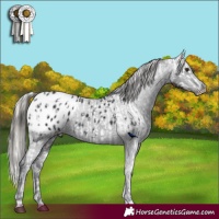 Horse Color:Silver Bay Dun Appaloosa Rabicano  and Black Appaloosa Rabicano 