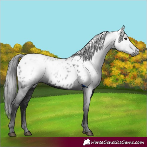 Horse Color:Gray Smoky Black Near Leopard 