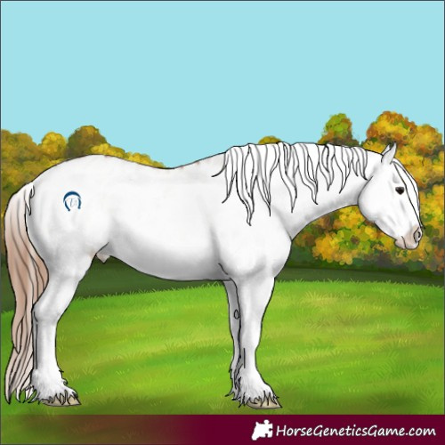 Horse Color:White Spotted Bay Dun Appaloosa 