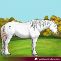 Horse Color:White Spotted Bay Dun Appaloosa 