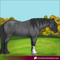 Horse Color:Blue Roan 