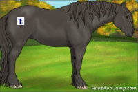 Horse Color:Smoky Black 