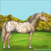 Horse Color:Red Dun Appaloosa 