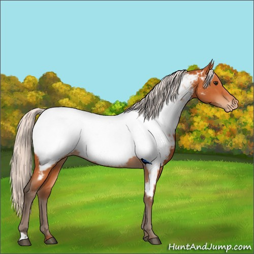 Horse Color:Silver Bay Near Fewspot Rabicano 