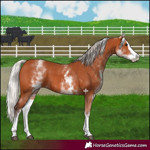 Horse Color:White Spotted Silver Bay Splash 