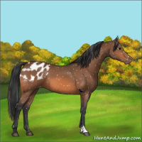Horse Color:Bay Appaloosa 