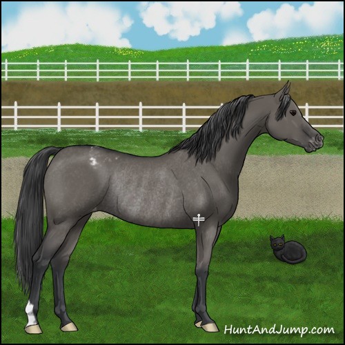 Horse Color:Grullo Varnish Rabicano 