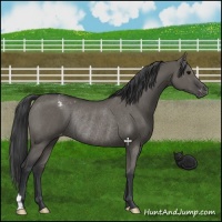 Horse Color:Grullo Varnish Rabicano 