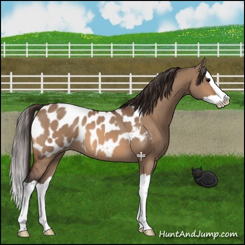 Horse Color:Bay Dun Splash Near Leopard