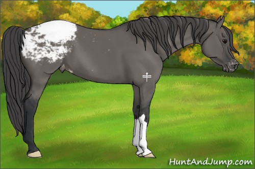 Horse Color:Grullo Appaloosa 