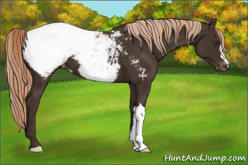 Horse Color:Liver Chestnut Appaloosa 