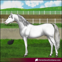 Horse Color:Liver Red Dun Mushroom Appaloosa
