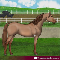 Horse Color:Red Dun 