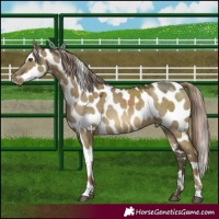 Horse Color:Chocolate Palomino Dun Mushroom Leopard 
