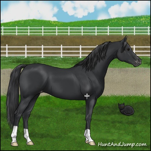 Horse Color:Black Varnish 