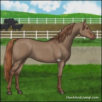 Horse Color:Liver Red Dun 