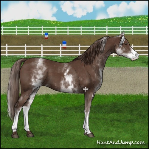 Horse Color:White Spotted Liver Chestnut 