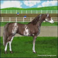 Horse Color:White Spotted Liver Chestnut 
