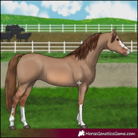 Horse Color:Red Dun 